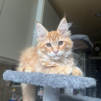 Котёнок Мейн Кун