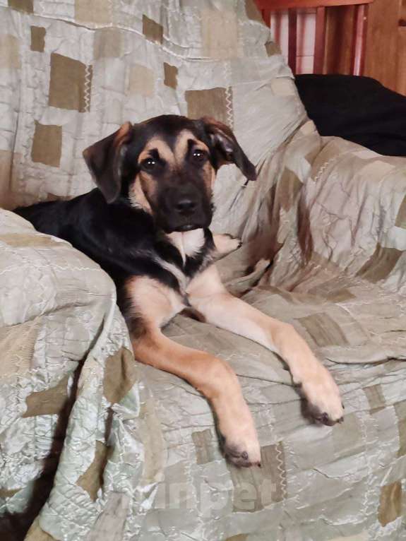 Собаки в других городах Московской области: Щенки от золотистого ретривера и овчарки Девочка, Бесплатно - фото 1