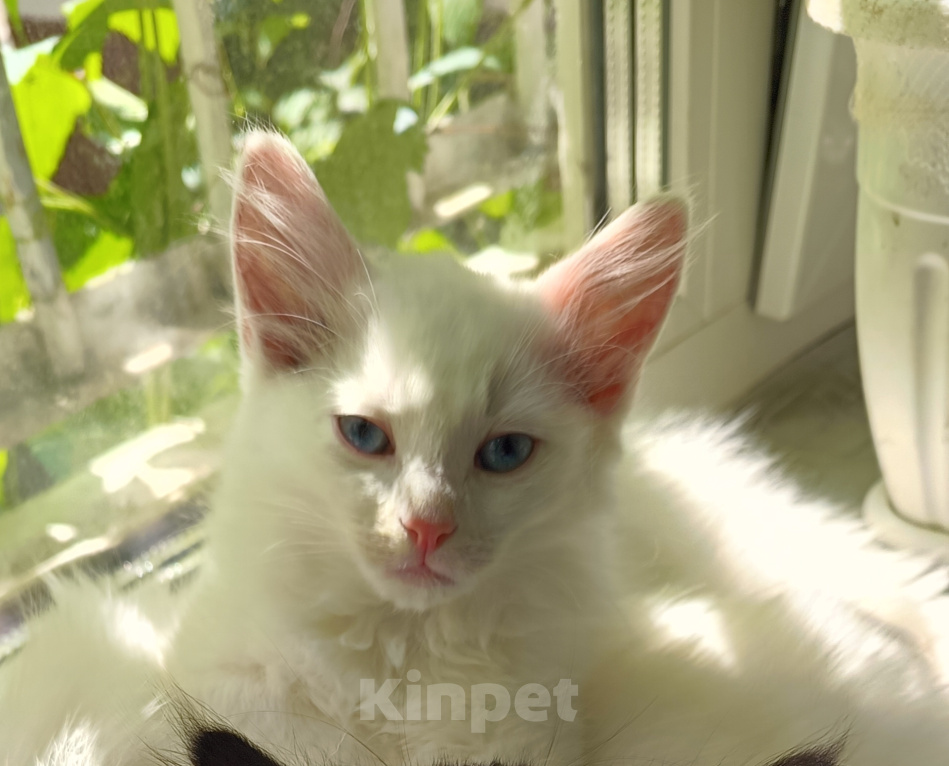 Кошки в Воронеже: Белый котенок турецкой ангоры Мальчик, 1 000 руб. - фото 2