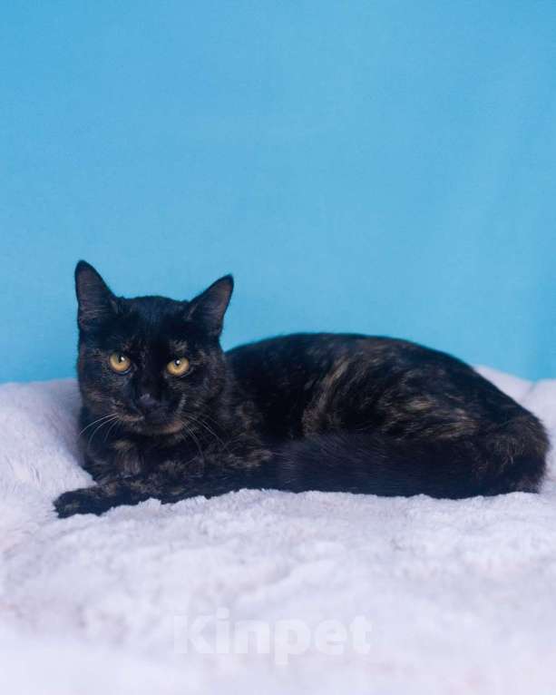 Кошки в Москве: Котеное Ксения ищет дом  Девочка, Бесплатно - фото 2