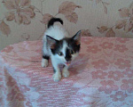 Кошки в Нолинске: МАленький котик., Бесплатно - фото 1
