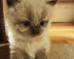 Кошки в Болхове: Невские МАСКАРАДНЫЕ котята, 15 000 руб. - фото 1