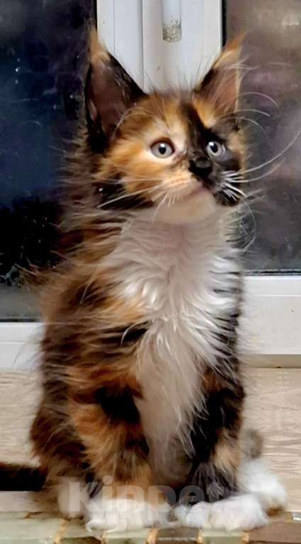 Кошки в Санкт-Петербурге: Девочка -полидакт 66 66 Девочка, 60 000 руб. - фото 9