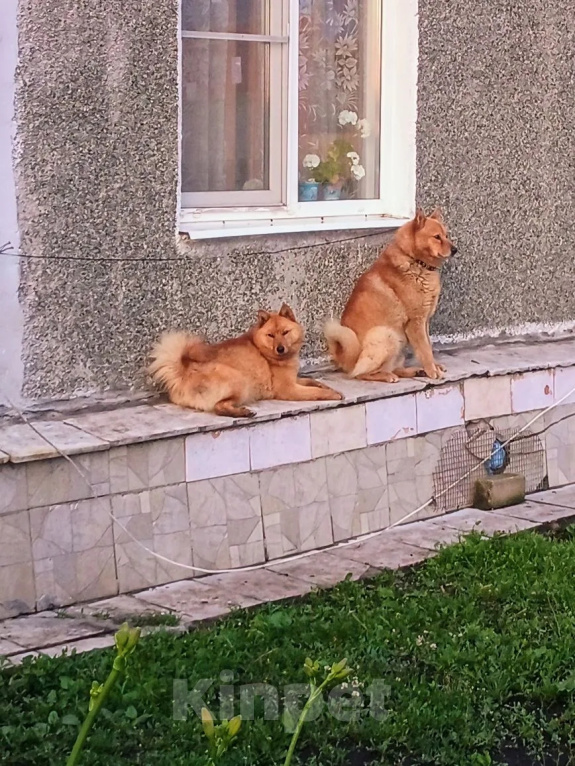Собаки в других городах Челябинской области: Продажа щенков карело-финской лайки Разнополые, 10 000 руб. - фото 5