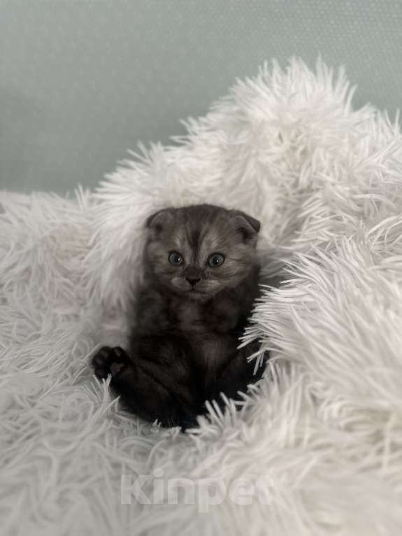 Кошки в Москве: милейшая девочка ищет семью  Девочка, 15 000 руб. - фото 5