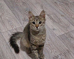 Кошки в Люберцах: Котенок в добрые руки Мальчик, Бесплатно - фото 3