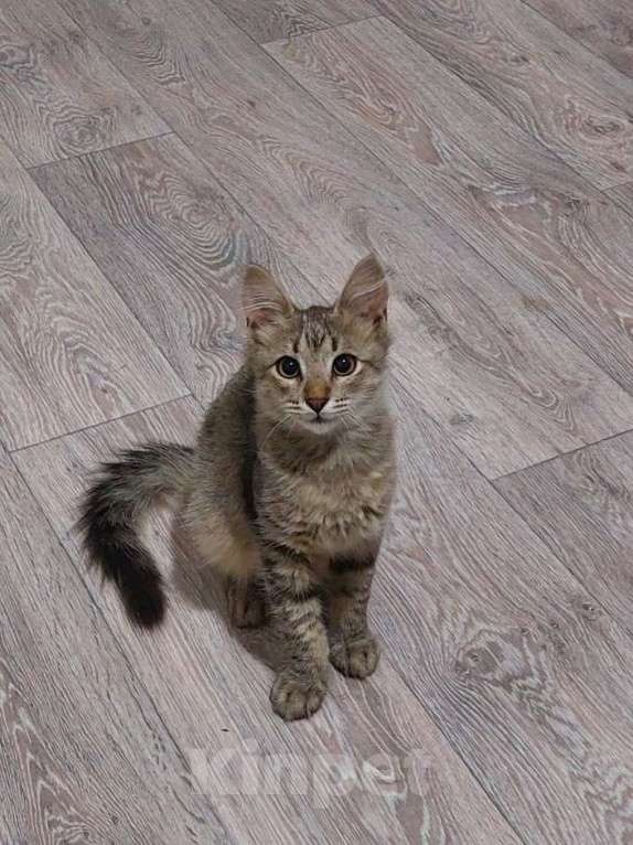 Кошки в Люберцах: Котенок в добрые руки Мальчик, Бесплатно - фото 3