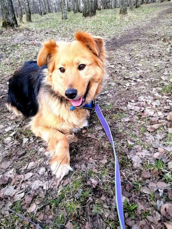 Собаки в Москве: Мотя-трехлапик в Хорошие руки! Девочка, Бесплатно - фото 9