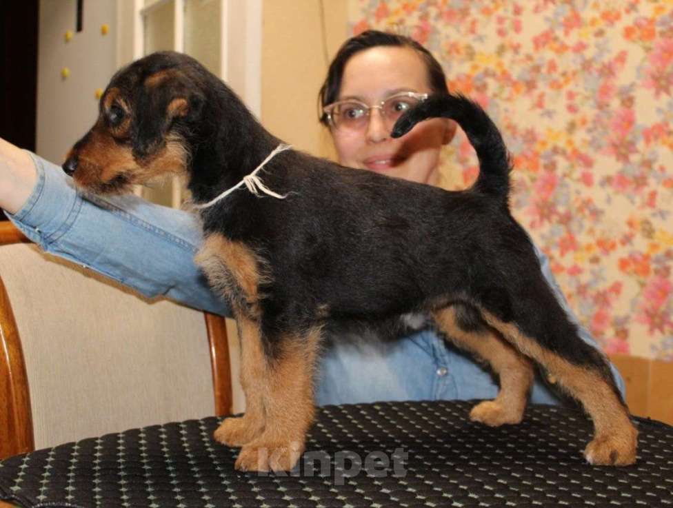 Собаки в Воронеже: Эрдельтерьер Леди 2,5 месяца Девочка, 50 000 руб. - фото 2