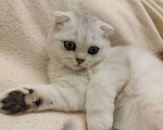 Кошки в Санкт-Петербурге: вислоухий Шотландский котенок Мальчик, 14 339 руб. - фото 10