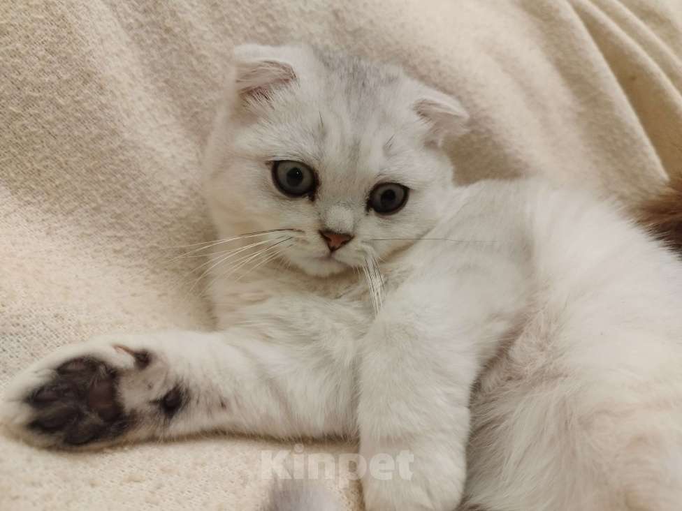 Кошки в Санкт-Петербурге: вислоухий Шотландский котенок Мальчик, 14 339 руб. - фото 10