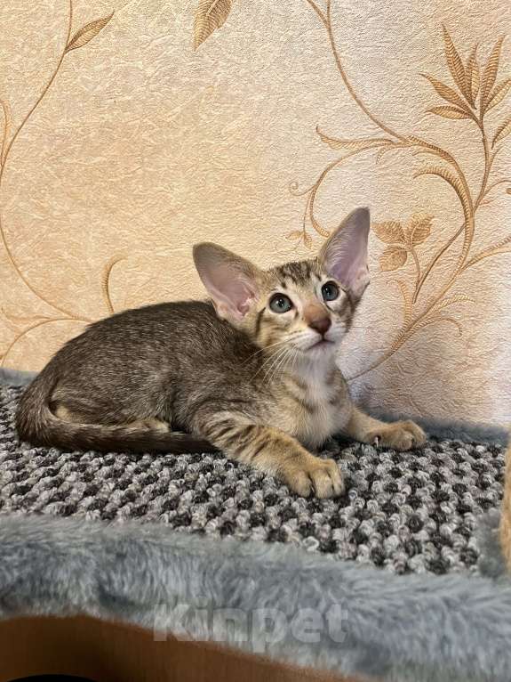 Кошки в Ярославле: Бронирование  Мальчик, 1 руб. - фото 3