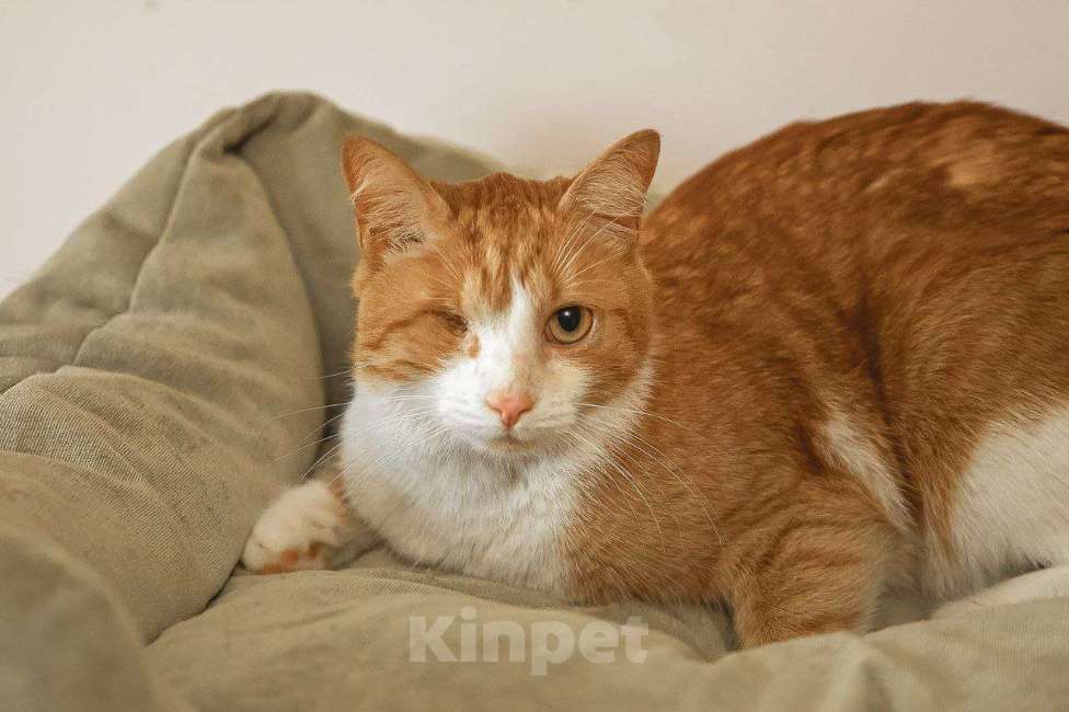 Кошки в Краснознаменске: Тёма ждёт именно Вас💫 Мальчик, 100 руб. - фото 3