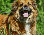 Собаки в Москве: Буран, просто самый классный в мире пес Мальчик, Бесплатно - фото 4