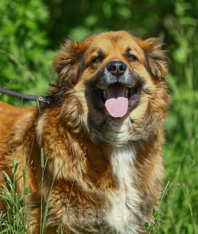 Собаки в Москве: Буран, просто самый классный в мире пес Мальчик, Бесплатно - фото 4