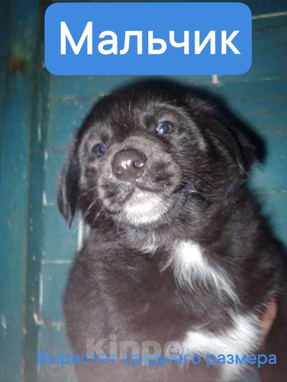 Собаки в Уварово: Жгучий чёрный пацан Мальчик, Бесплатно - фото 1