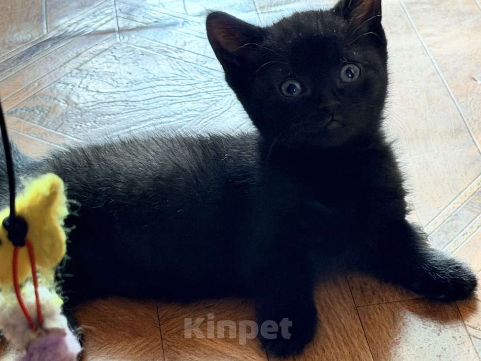 Кошки в других городах Воронежской области: Манчкины - котята ждут друзей Разнополые, 25 000 руб. - фото 5