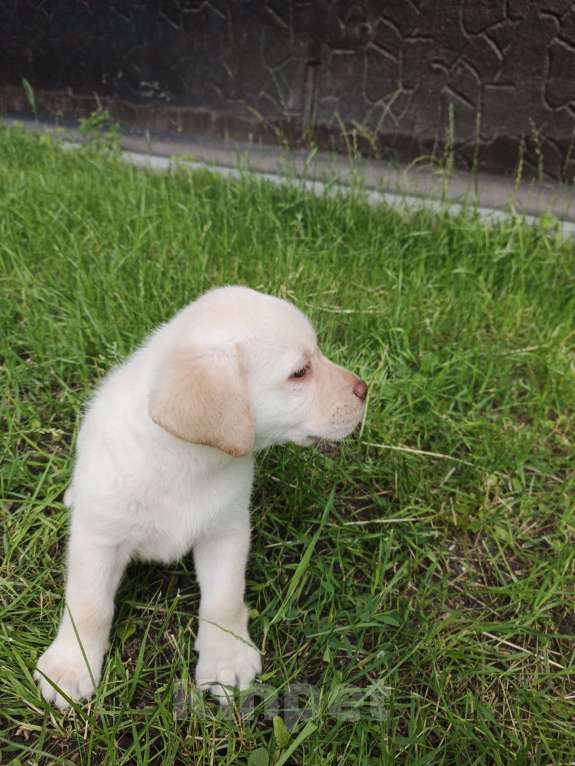 Собаки в Кемерово: Щенки лабрадора Мальчик, Бесплатно - фото 7