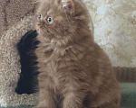 Кошки в Люберцах: Шотландские котята Девочка, Бесплатно - фото 7