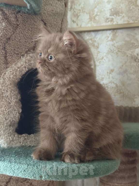 Кошки в Люберцах: Шотландские котята Девочка, Бесплатно - фото 7