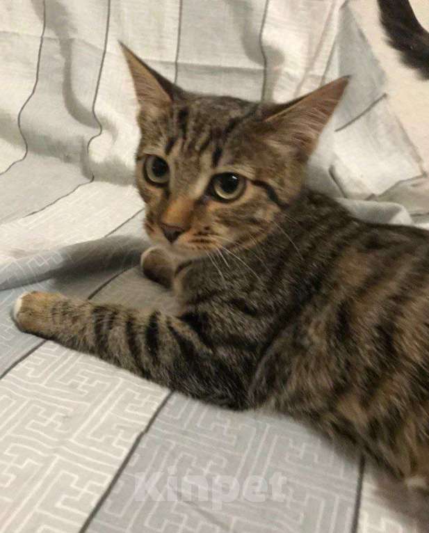 Кошки в Москве: ФераПонта Девочка, Бесплатно - фото 9