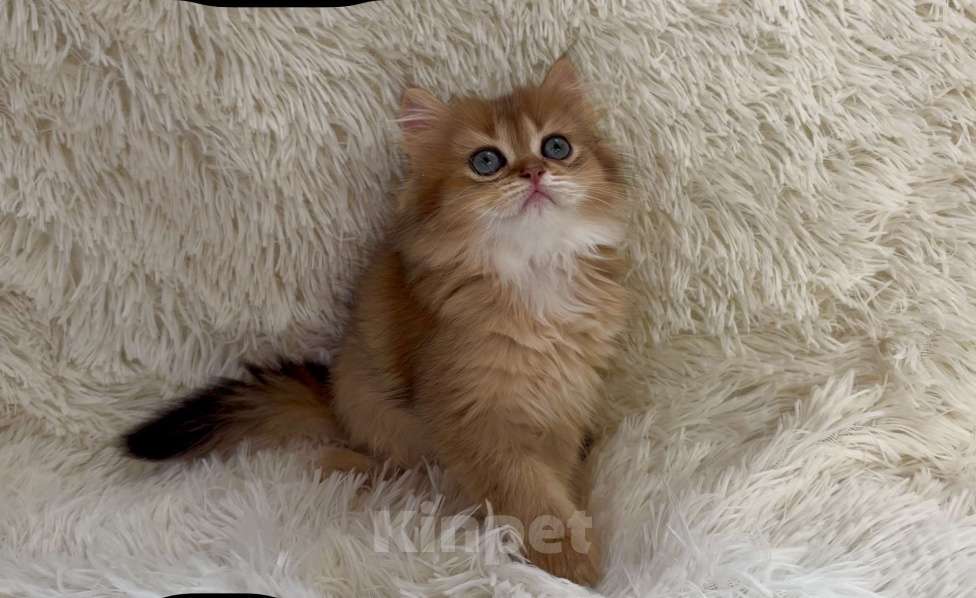 Кошки в Москве: Необыкновенно красивый малыш Мальчик, 40 000 руб. - фото 1