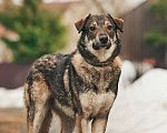 Собаки в Лосином-Петровском: Дарк валентинка в добрые руки Мальчик, Бесплатно - фото 4