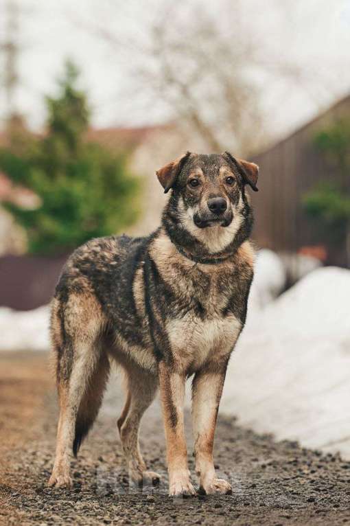 Собаки в Лосином-Петровском: Дарк валентинка в добрые руки Мальчик, Бесплатно - фото 4