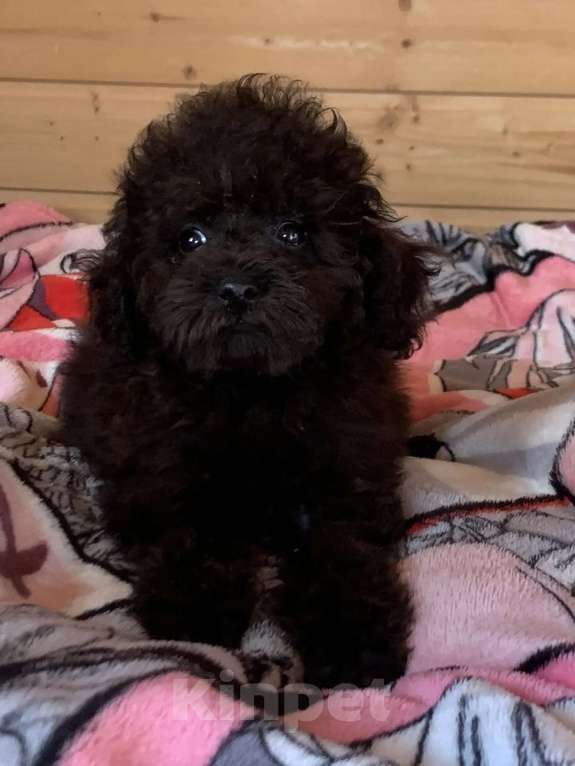 Собаки в Темрюке: Девочки и мальчики Девочка, 30 000 руб. - фото 1