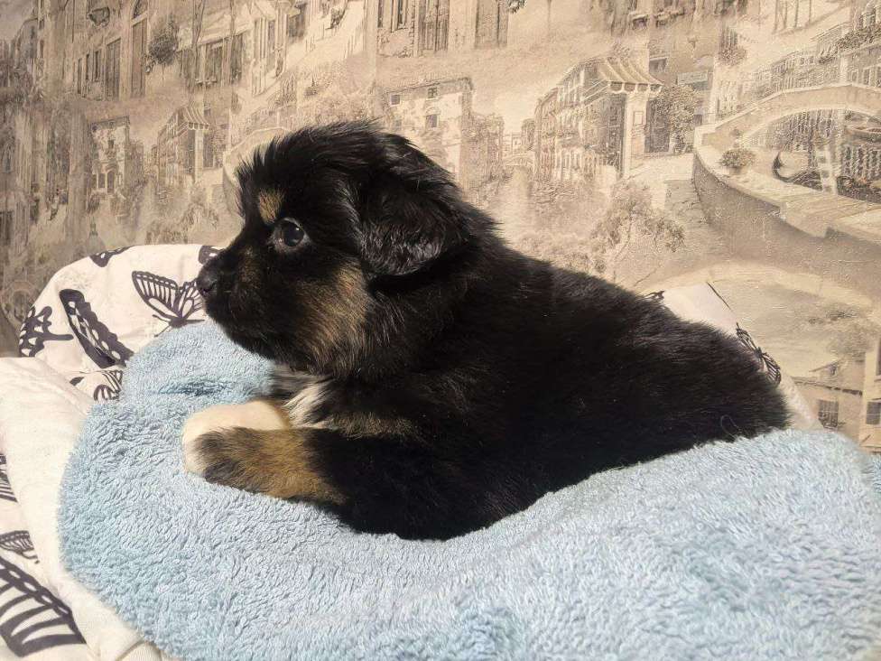 Собаки в Санкт-Петербурге: Щенок миниатюрной американской овчарки (мини аусси)- мальчик Шейк Мальчик, 60 000 руб. - фото 2