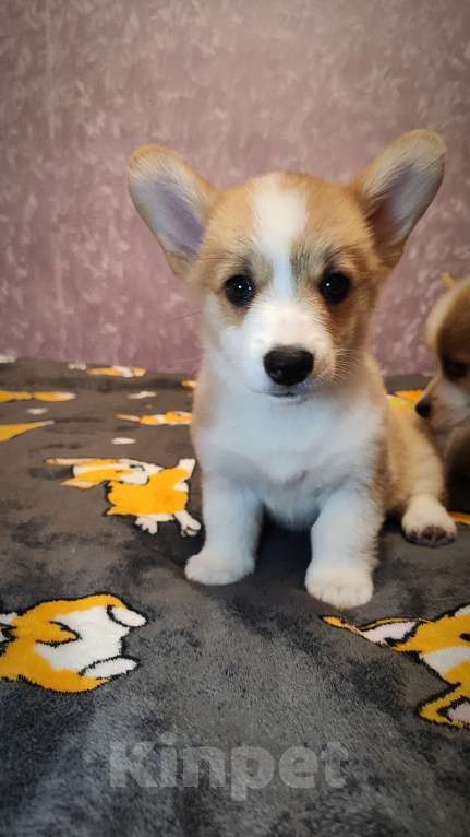 Собаки в Мценске: Девочка Дора Лайт Девочка, 50 000 руб. - фото 7