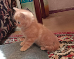Кошки в Краснодаре: Котик. Рыжики рулят Мальчик, 5 000 руб. - фото 4