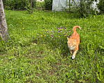Кошки в Санкт-Петербурге: Умный рыжий котик для загородного дома Мальчик, Бесплатно - фото 2
