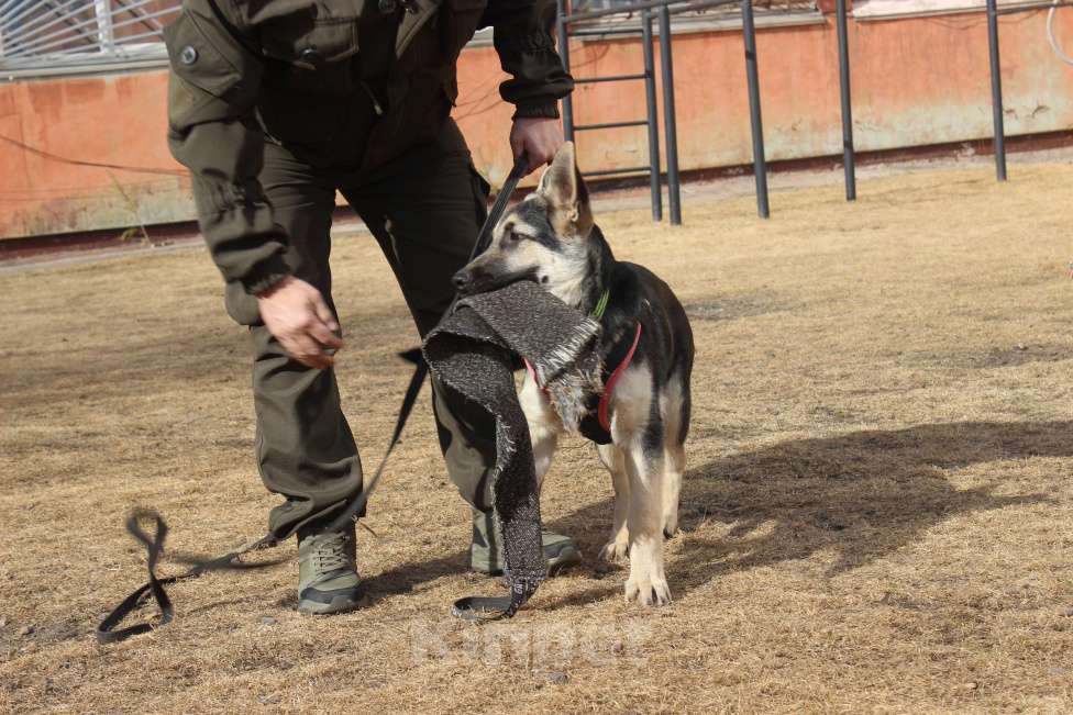 Собаки в Красноярске: Щенок ВЕО Нелли Голд Девочка, Бесплатно - фото 7