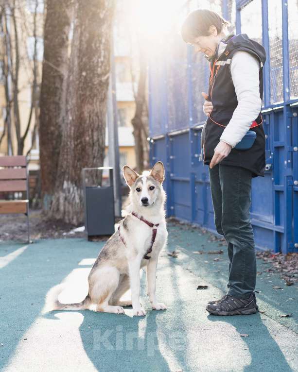 Собаки в Москве: Собака-компаньон в добрые руки Девочка, Бесплатно - фото 5