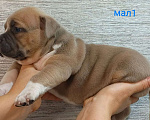 Собаки в Донецке: Бронирование щенков американский булли Мальчик, Бесплатно - фото 9