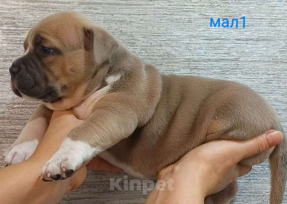 Собаки в Донецке: Бронирование щенков американский булли Мальчик, Бесплатно - фото 9