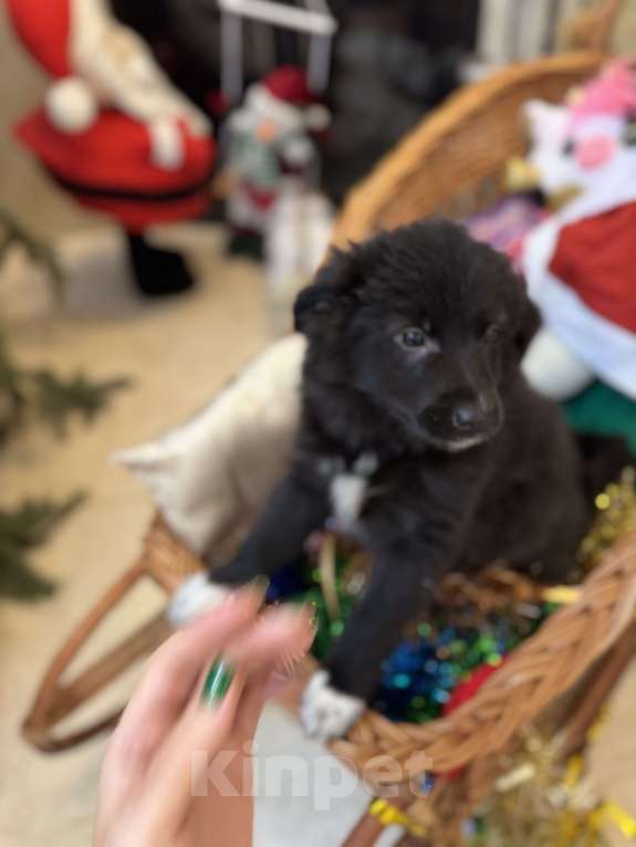 Собаки в Москве: Белла Девочка, Бесплатно - фото 2