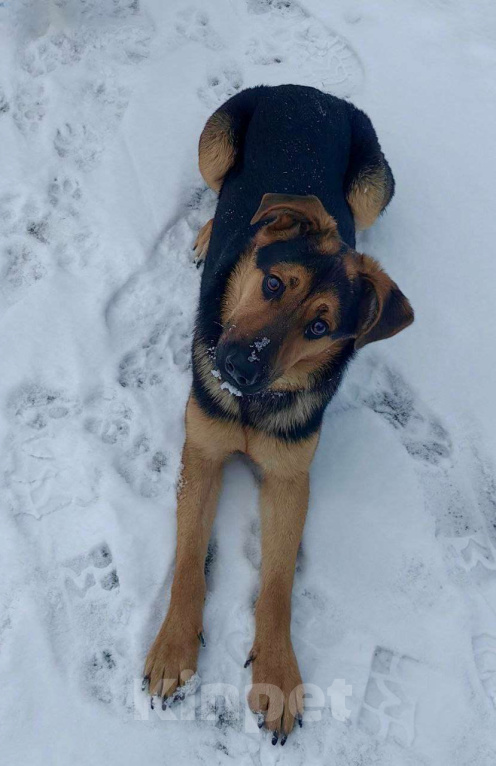 Собаки в Москве: Щенок в добрые руки Девочка, Бесплатно - фото 4