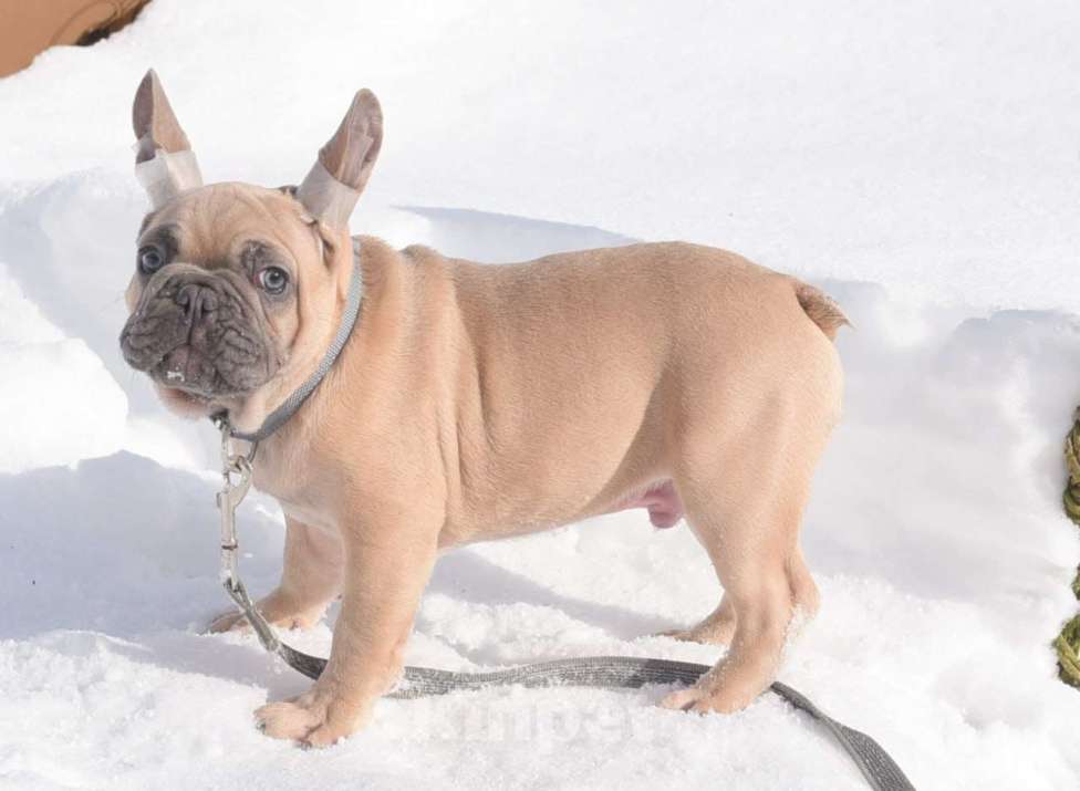 Собаки в Москве: Мальчишка палевоголубой Мальчик, 40 000 руб. - фото 3