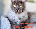 Кошки в Красногорске: Ваша доза нежности в окрасе Black Smoke 🖤 Мальчик, 75 000 руб. - фото 5