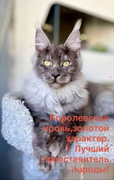 Кошки в Красногорске: Ваша доза нежности в окрасе Black Smoke 🖤 Мальчик, 75 000 руб. - фото 5