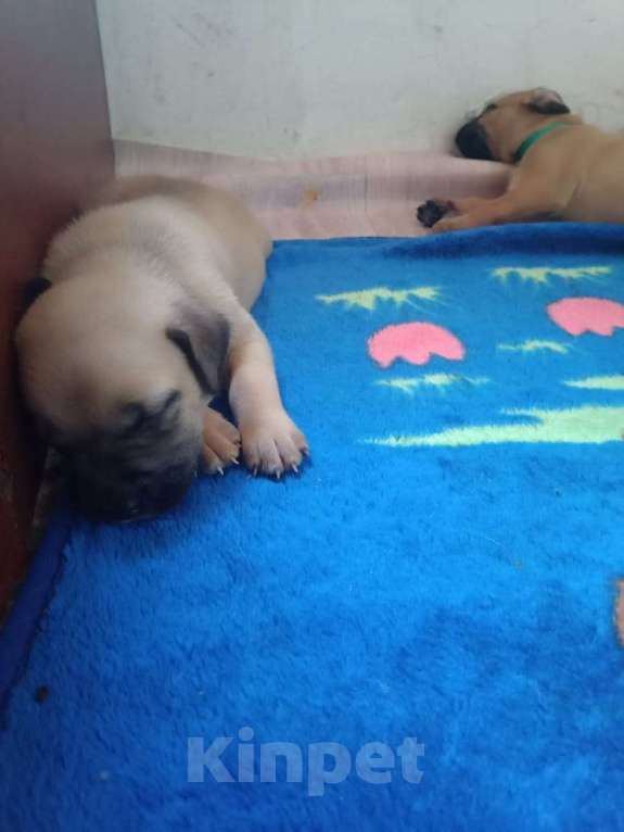 Собаки в других городах Ставропольского края: Ищем хороших хозяев  Девочка, Бесплатно - фото 3