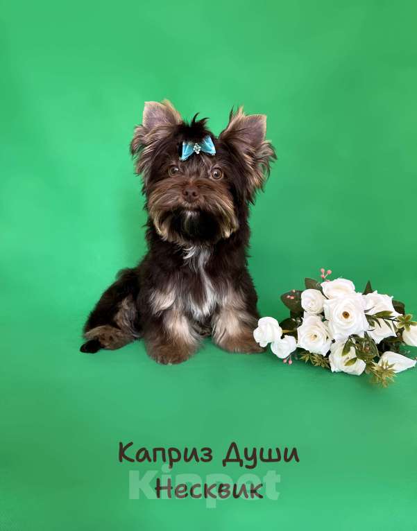 Собаки в Санкт-Петербурге: Мальчик шоколадного йорка ( документы НРКА) Мальчик, 50 000 руб. - фото 2