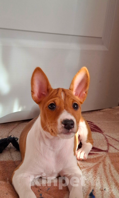 Собаки в Красноярске: Щенки басенджи Мальчик, 60 000 руб. - фото 2