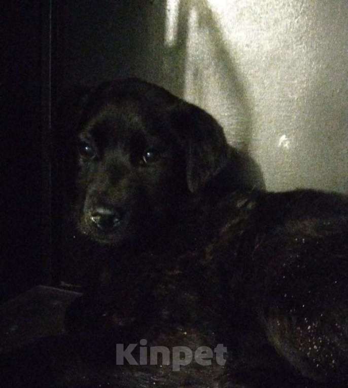 Собаки в Москве: Щенок, 4 мес Мальчик, Бесплатно - фото 5