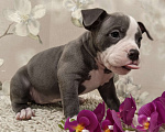 Собаки в Новосибирске: щенки американского булли Разнополые, Бесплатно - фото 1