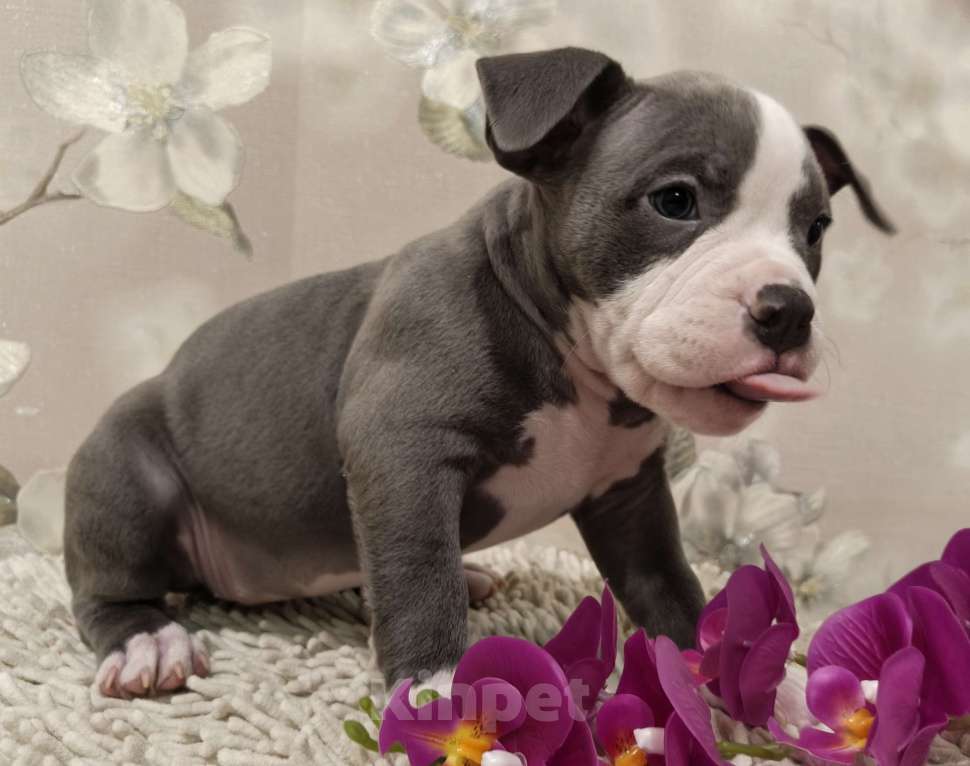Собаки в Новосибирске: щенки американского булли Разнополые, Бесплатно - фото 1