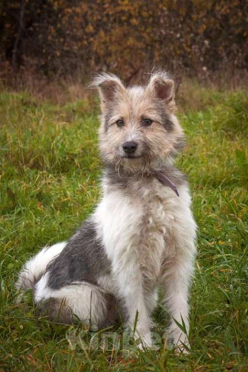 Собаки в Москве: Очаровательный небольшой бородатик Фанни в добрые руки Девочка, 1 руб. - фото 5