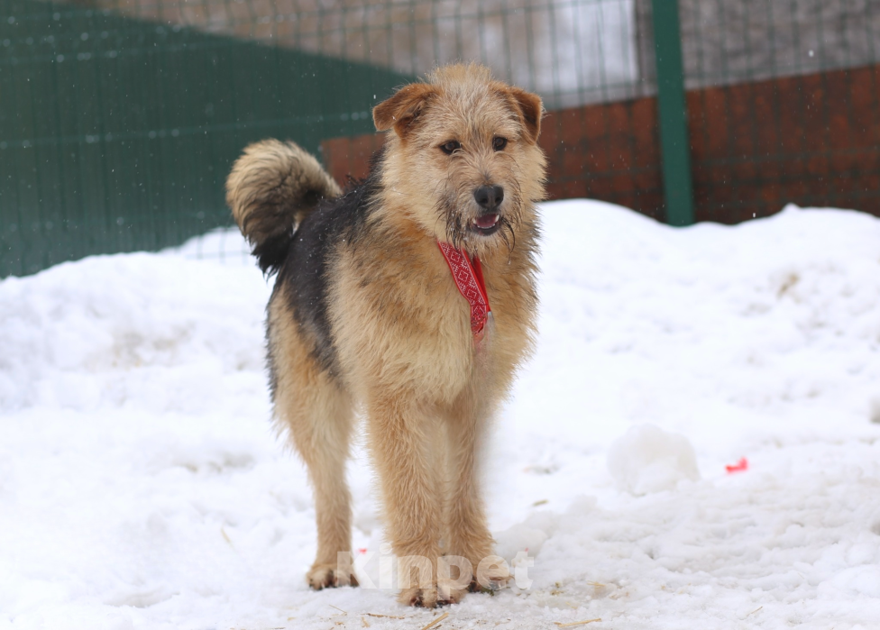 Собаки в Москве: щенок Арчи в добрые руки Мальчик, Бесплатно - фото 4